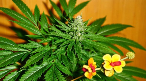 Top 5 raisons d'aimer le goût tropical du cbd golden mango kush